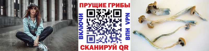 купить  сайты  Великий Устюг  Галлюциногенные грибы мицелий 
